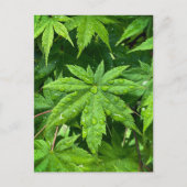 メープル春 ポストカード (正面)