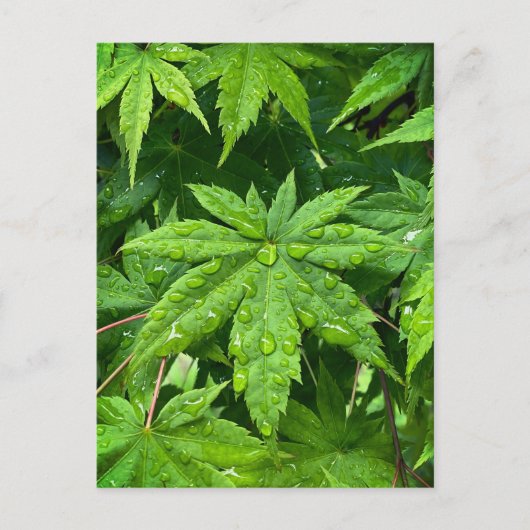 メープル春 ポストカード (正面)