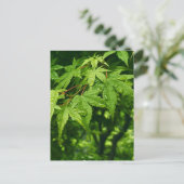 メープル春 ポストカード (スタンド正面)