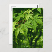 メープル春 ポストカード (正面/裏面)