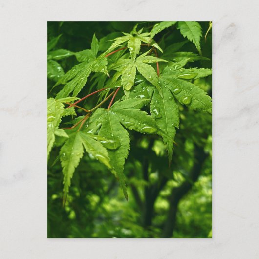 メープル春 ポストカード (正面)