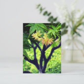 メープル春 ポストカード (スタンド正面)