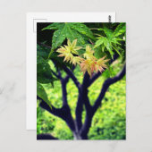 メープル春 ポストカード (正面/裏面)