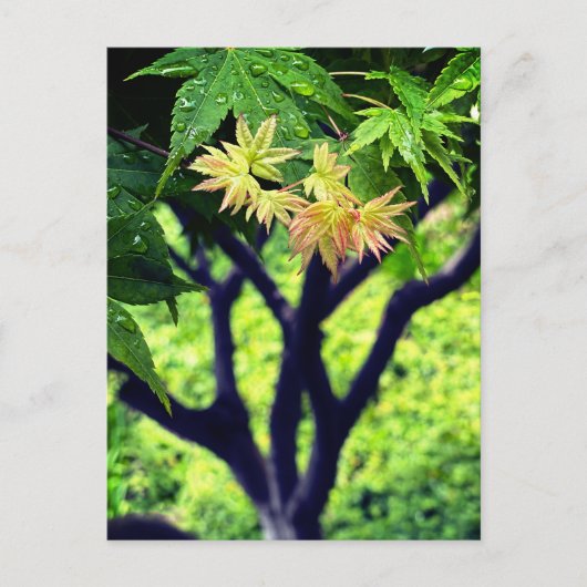 メープル春 ポストカード (正面)