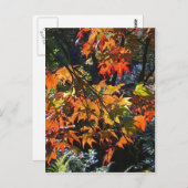 メープル葉はがき ポストカード (正面/裏面)