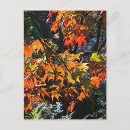 メープル葉はがき ポストカード