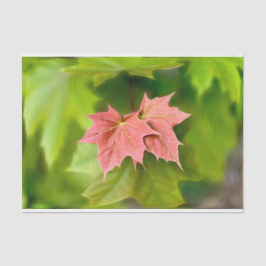 メープル葉型2 薄葉紙 (正面)