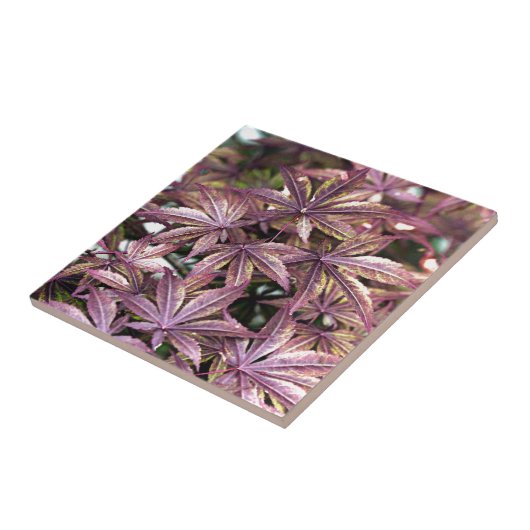 メープル葉日本の タイル (側面)