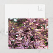 メープル葉日本の ポストカード (正面/裏面)