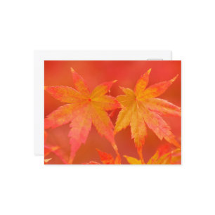 メープル葉日本の ポストカード