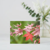 メープル葉日本の ポストカード (スタンド正面)