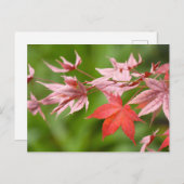 メープル葉日本の ポストカード (正面/裏面)