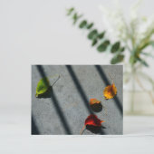 メープル葉 ポストカード (スタンド正面)