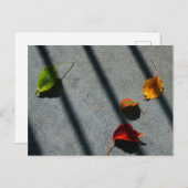 メープル葉 ポストカード (正面/裏面)