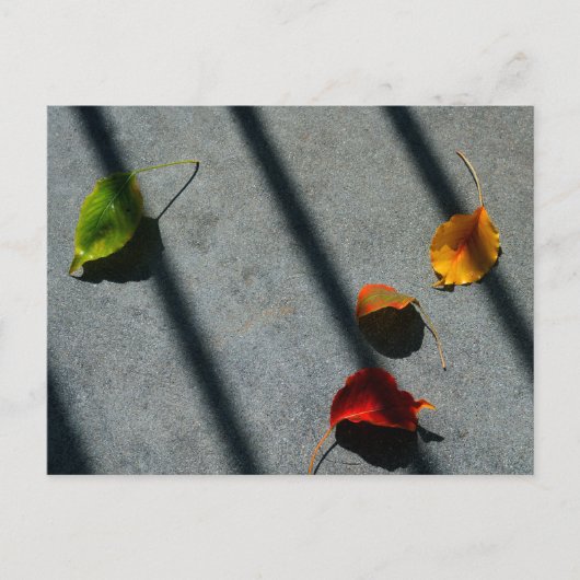 メープル葉 ポストカード (正面)