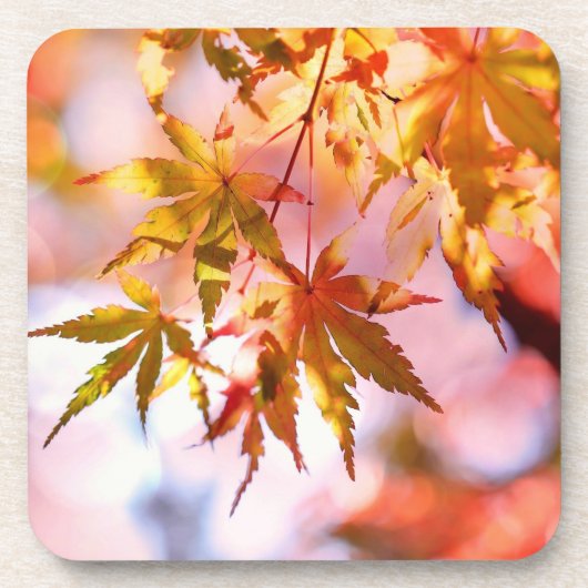 メープル離れランドスケープデザイン-21355 コースター (正面)