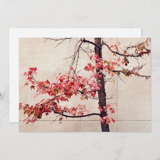 メープル シーズンカード (正面/裏面)