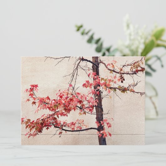 メープル シーズンカード (スタンド正面)