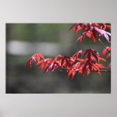 メープル・ツリー。 ポスター (正面)