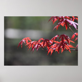 メープル・ツリー。 ポスター