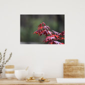 メープル・ツリー。 ポスター (キッチン)