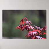 メープル・ツリー。 ポスター (正面)