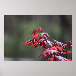 メープル・ツリー。 ポスター