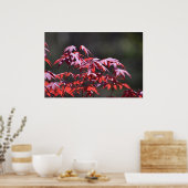 メープル・ツリー。 ポスター (キッチン)