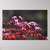 メープル・ツリー。 ポスター (正面)