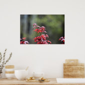 メープル・ツリー。 ポスター (キッチン)