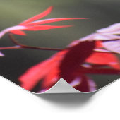 メープル・ツリー。 ポスター (角)