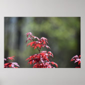 メープル・ツリー。 ポスター (正面)