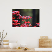 メープル・ツリー。 ポスター (キッチン)