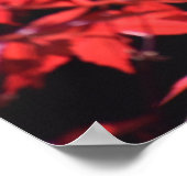 メープル・ツリー。 ポスター (角)