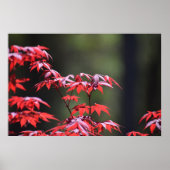 メープル・ツリー。 ポスター (正面)