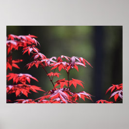 メープル・ツリー。 ポスター