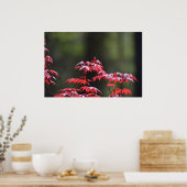 メープル・ツリー。 ポスター (キッチン)