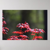 メープル・ツリー。 ポスター (正面)