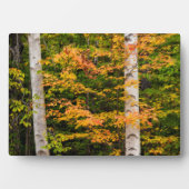 メープル&ホワイト樺の木 |ホワイトマウンテンズ, NH フォトプラーク (正面)