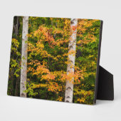 メープル&ホワイト樺の木 |ホワイトマウンテンズ, NH フォトプラーク (側面)