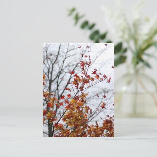 メープルII ポストカード (スタンド正面)