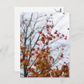 メープルII ポストカード (正面/裏面)