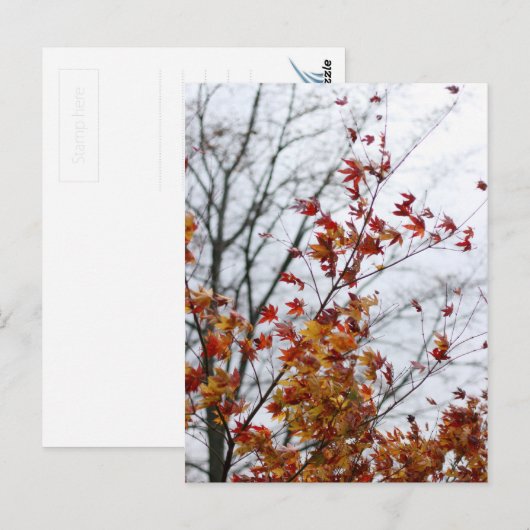 メープルII ポストカード (正面/裏面)