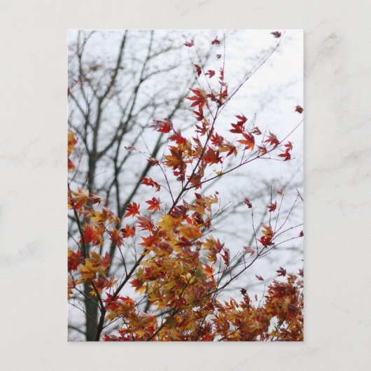 メープルII ポストカード (正面)