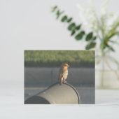 メールボックスの鳥はがき ポストカード (スタンド正面)