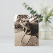 メールボックス内の犬 ポストカード (スタンド正面)