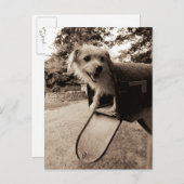 メールボックス内の犬 ポストカード (正面/裏面)