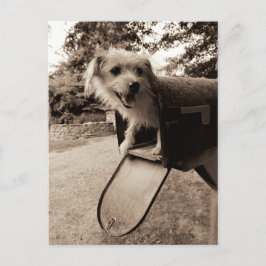 メールボックス内の犬 ポストカード