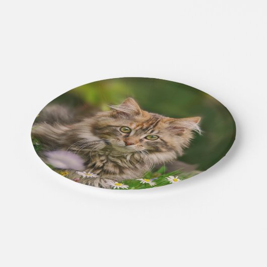 メーンクーンキッテンキャットインザメドウおもしろいパーティー ペーパープレート (アングル)