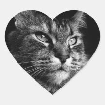 メーンクーンキャットシール